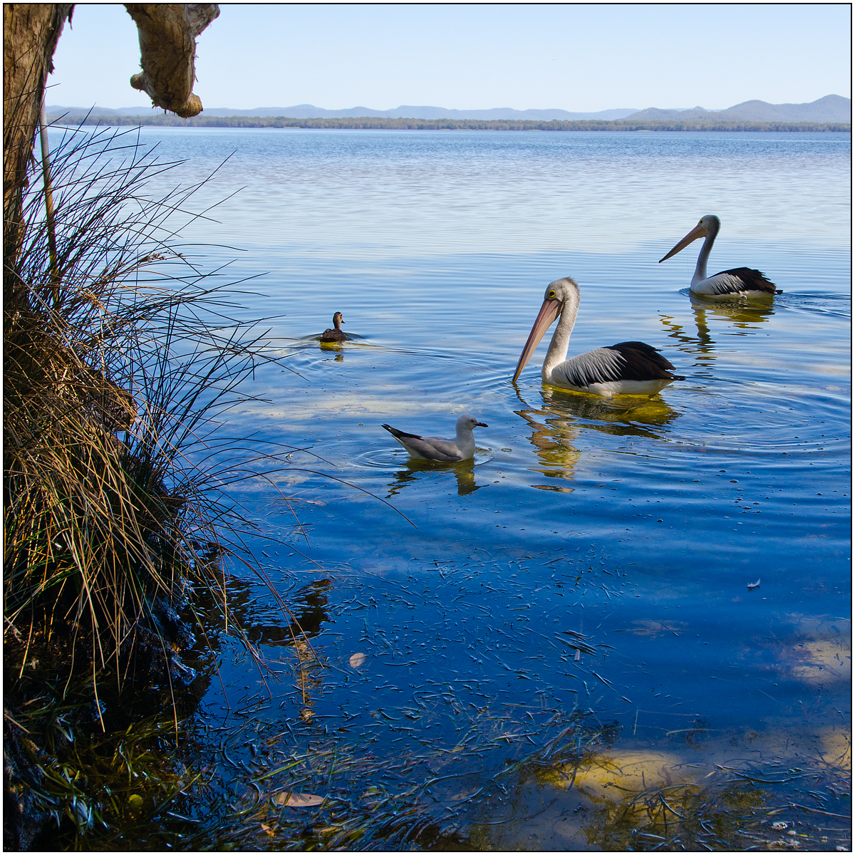 Pelicans at myall lakes